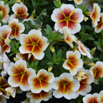 Calibrachoa calitastic Cappuccino